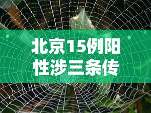 北京15例阳性涉三条传播链—(北京5例感染者) 北京15例阳性涉三条传播链—(北京5例感染者)