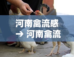 河南禽流感 → 河南禽流感病例