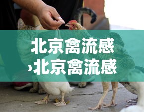 北京禽流感›北京禽流感检测卡